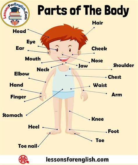 other words for body image.